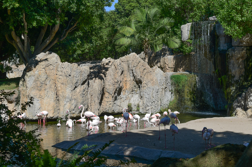 Felsen mit Wasserfall und Flamingos
