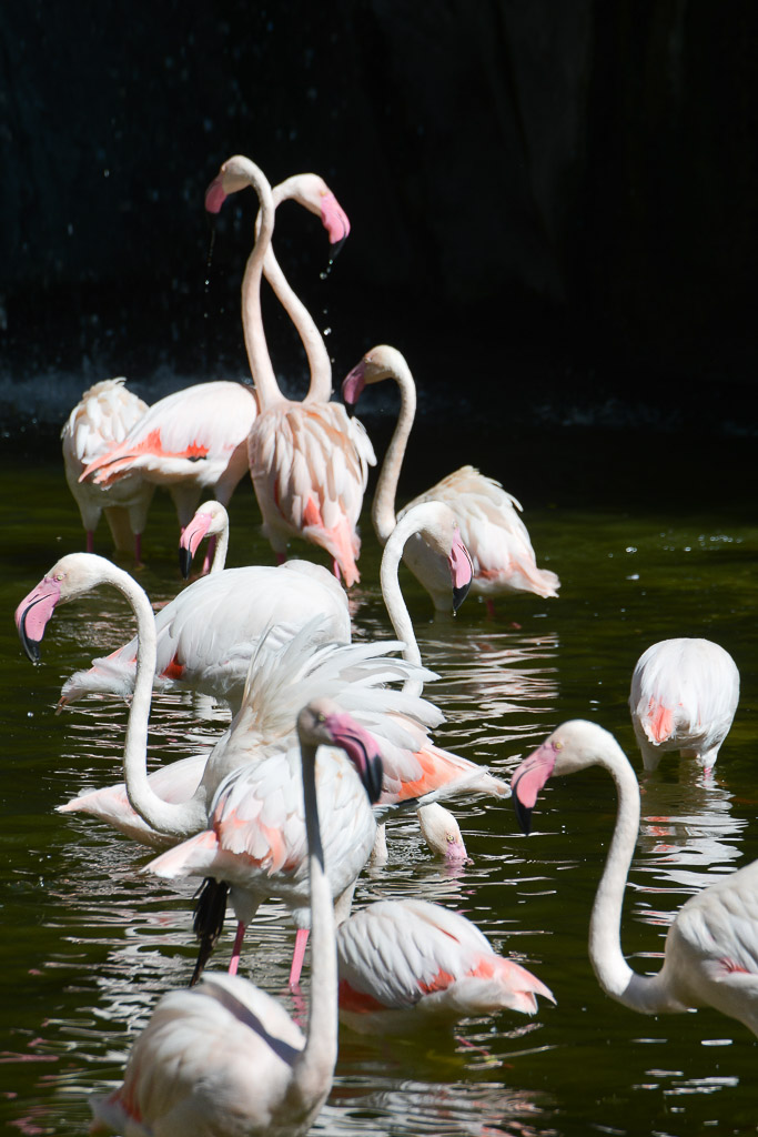 Flamingos im Teich im Hochformat