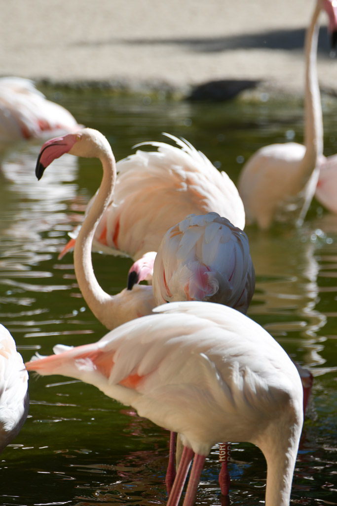 Flamingos im Wasser