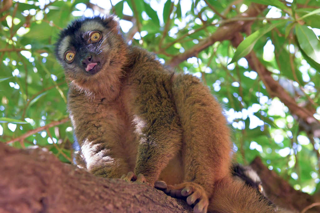 Brauner Lemur im Baum
