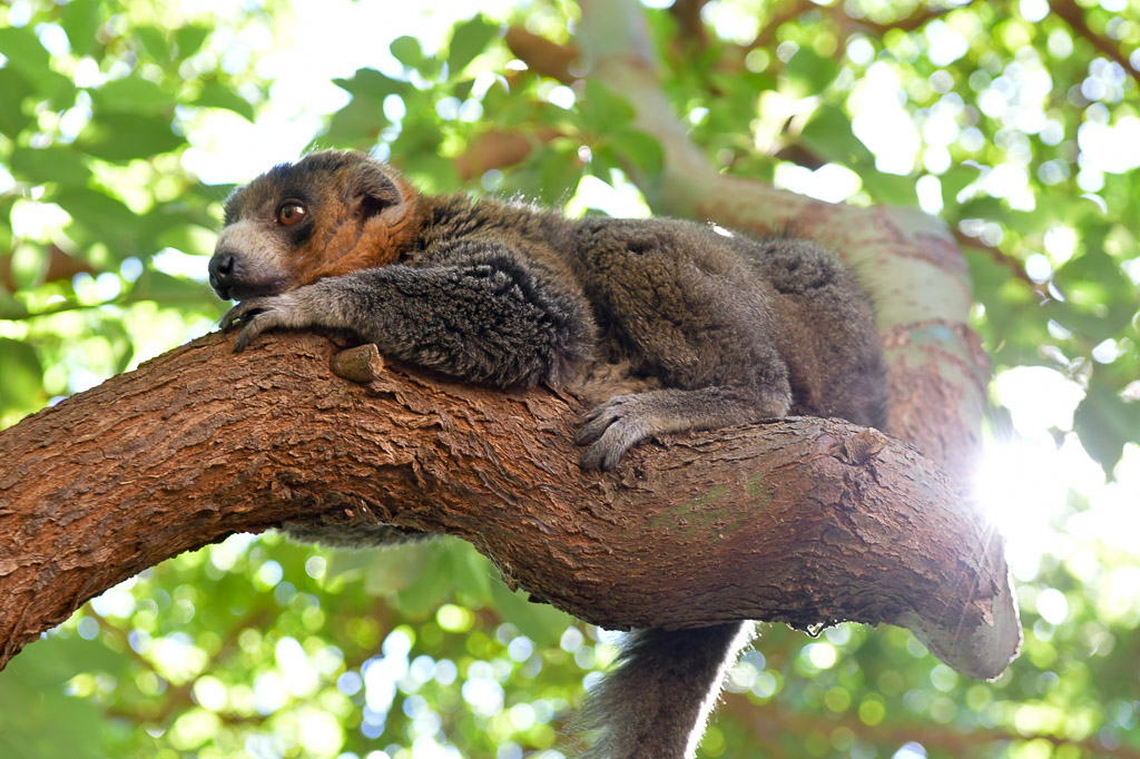 Lemur schläft auf einem Ast