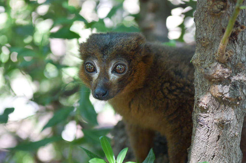 Brauner Lemur im Porträt