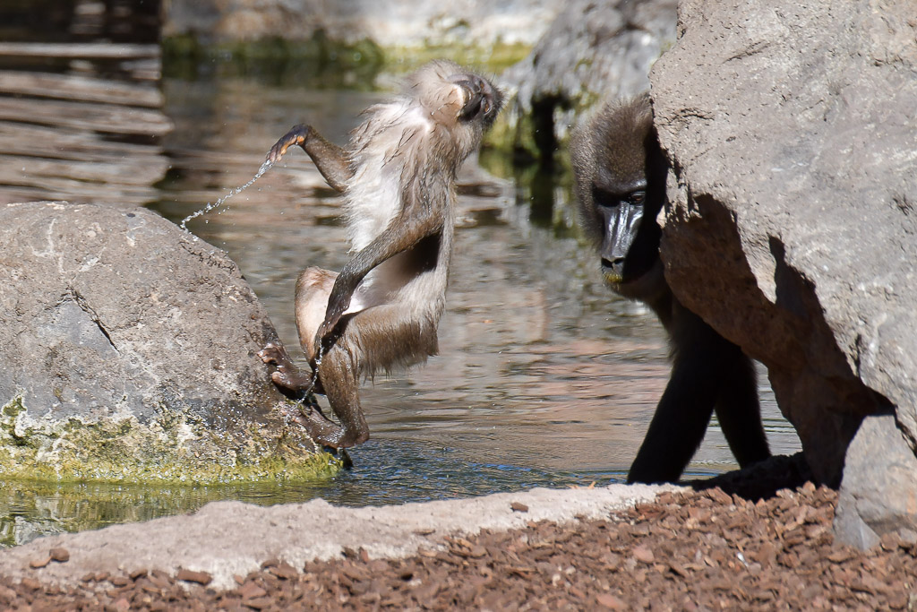 Affe am Wasser zwischen Felsen