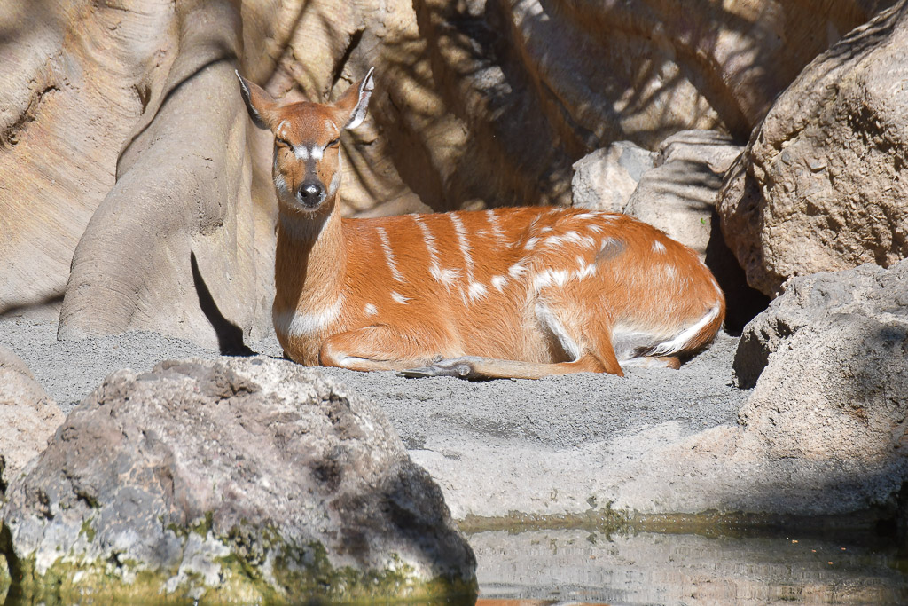 Rotbraune Antilope mit weißen Flecken liegt zwischen Felsen