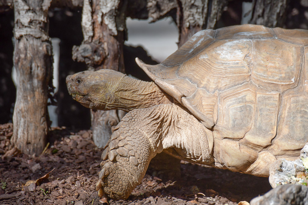 Riesenschildkröte im Gehege