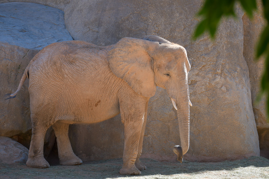 Elefant vor einer Felswand