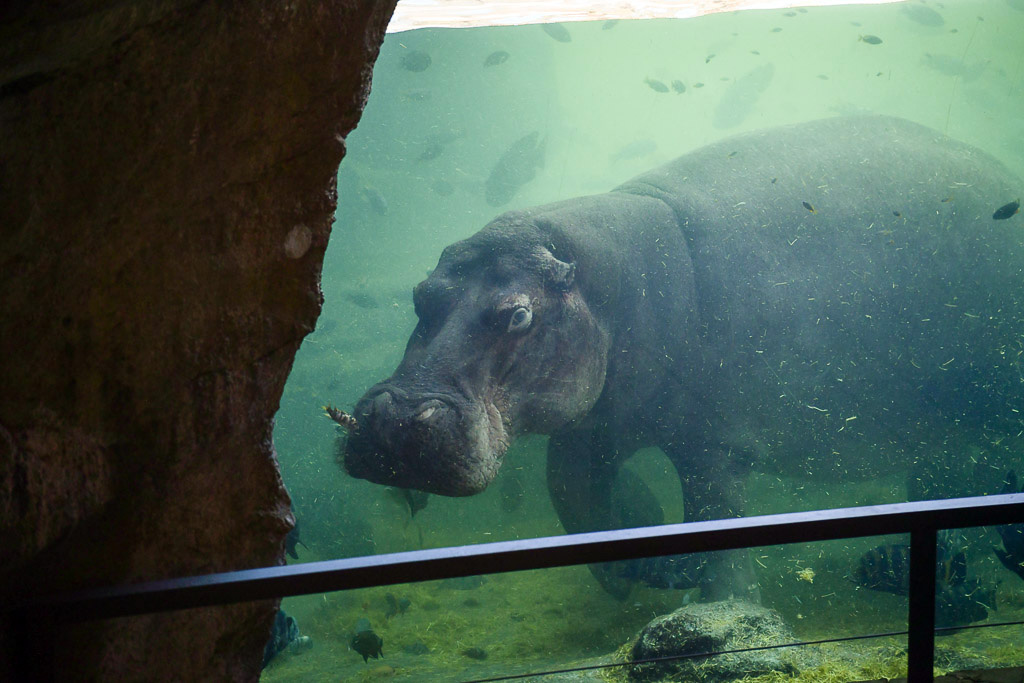 Flusspferd unter Wasser hinter Glas