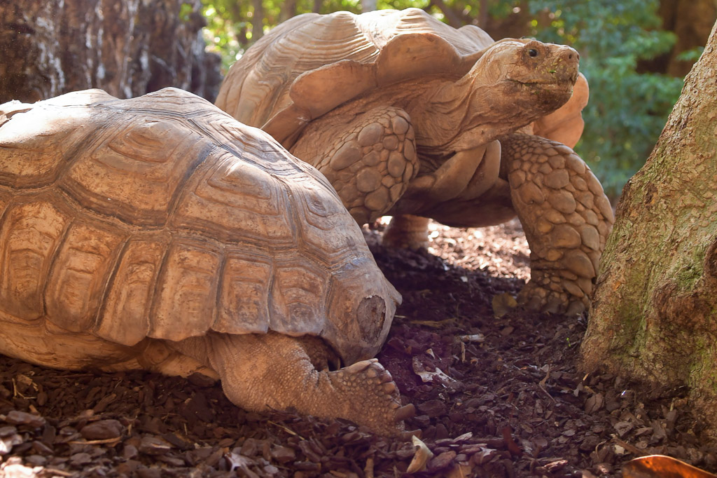 Zwei Riesenschildkröten