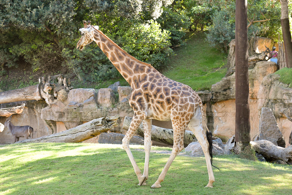 Giraffe auf der Wiese