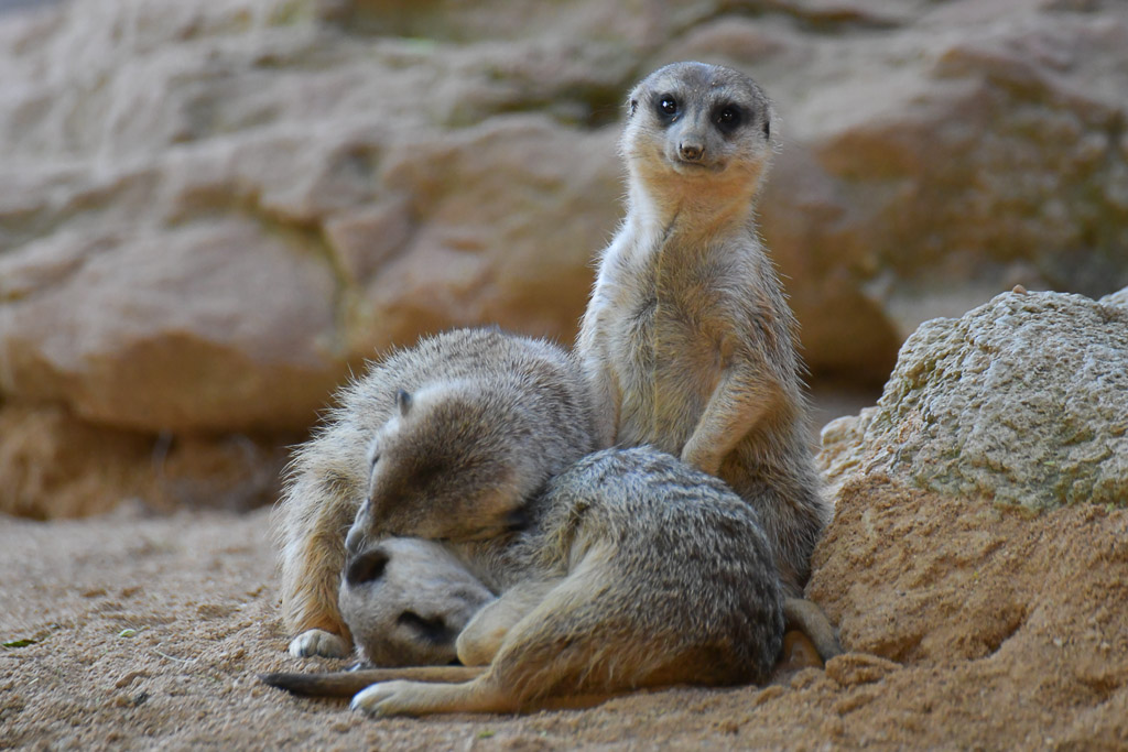 Erdmännchen zwischen Felsen