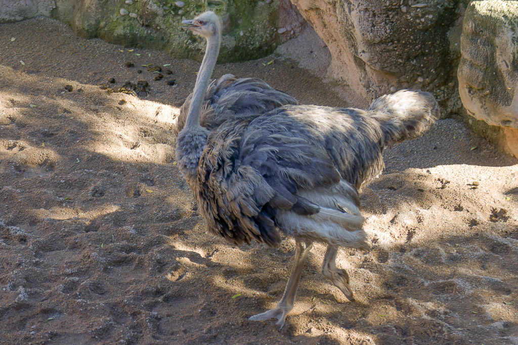 Strauß im Sand