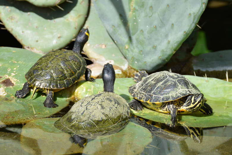 Drei Wasserschildkröten auf einem Kaktus
