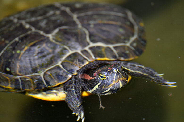 Schildkröte mit roter Zeichnung im Wasser