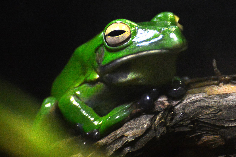 Grüner Frosch auf einem Ast