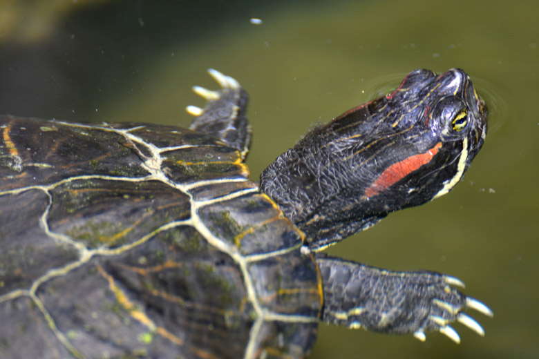 Schwimmende Schildkröte von der Seite