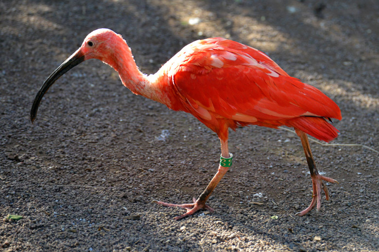 Roter Ibis auf dem Boden