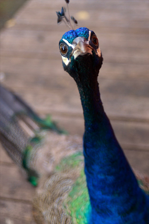 Pfau im Hochformat