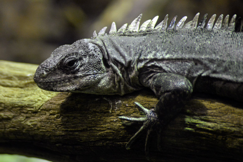 Leguan auf einem Ast