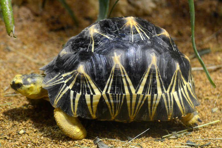 Strahlenschildkröte auf Sand