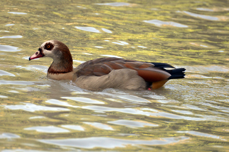 Nilgans im Wasser