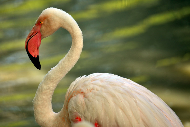 Flamingo im Wasser