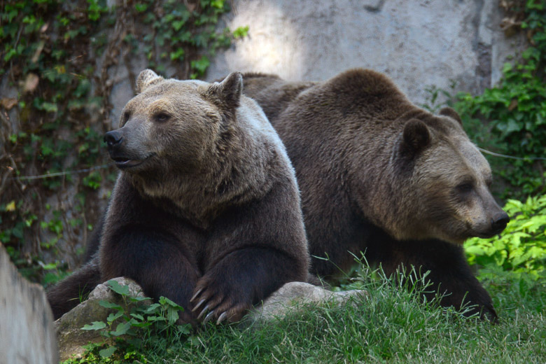 Zwei Bären auf einer Wiese