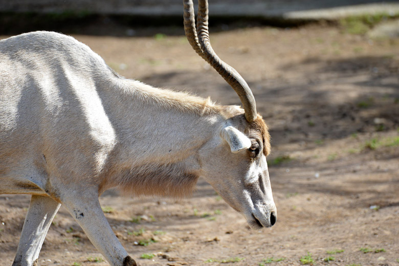 Antilope mit gedrehten Hörnern auf Sandboden