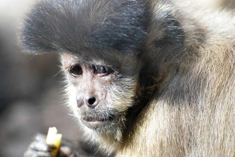 Kapuzineraffe frisst eine Banane