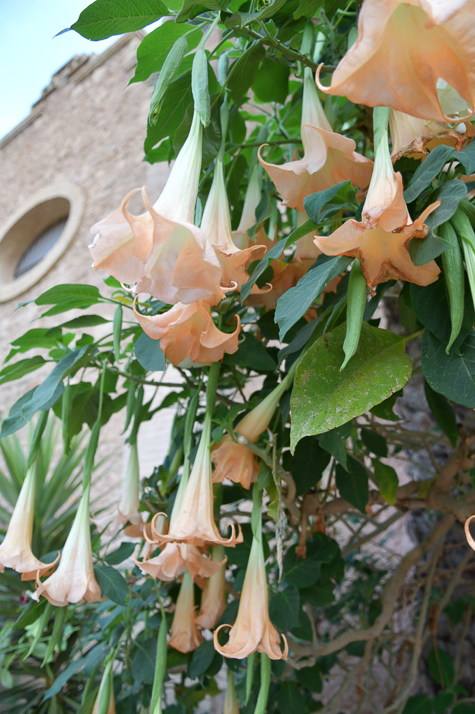 Orangefarbene Blüten an einem Strauch