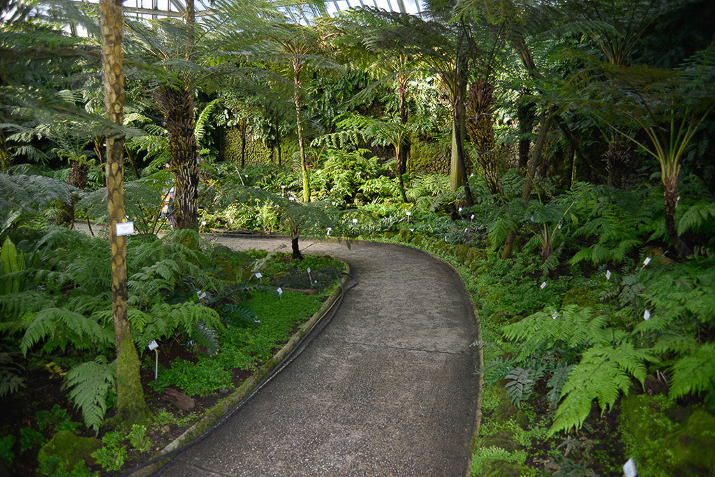 Weg durch den Urwald im Gewächshaus