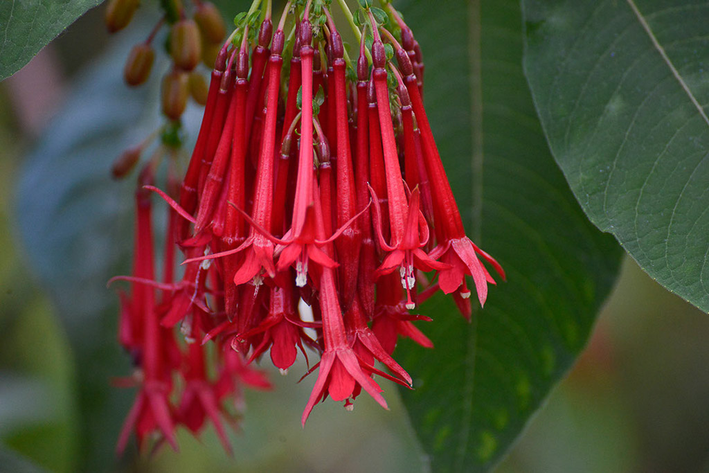 Rote Fuchsienblüte