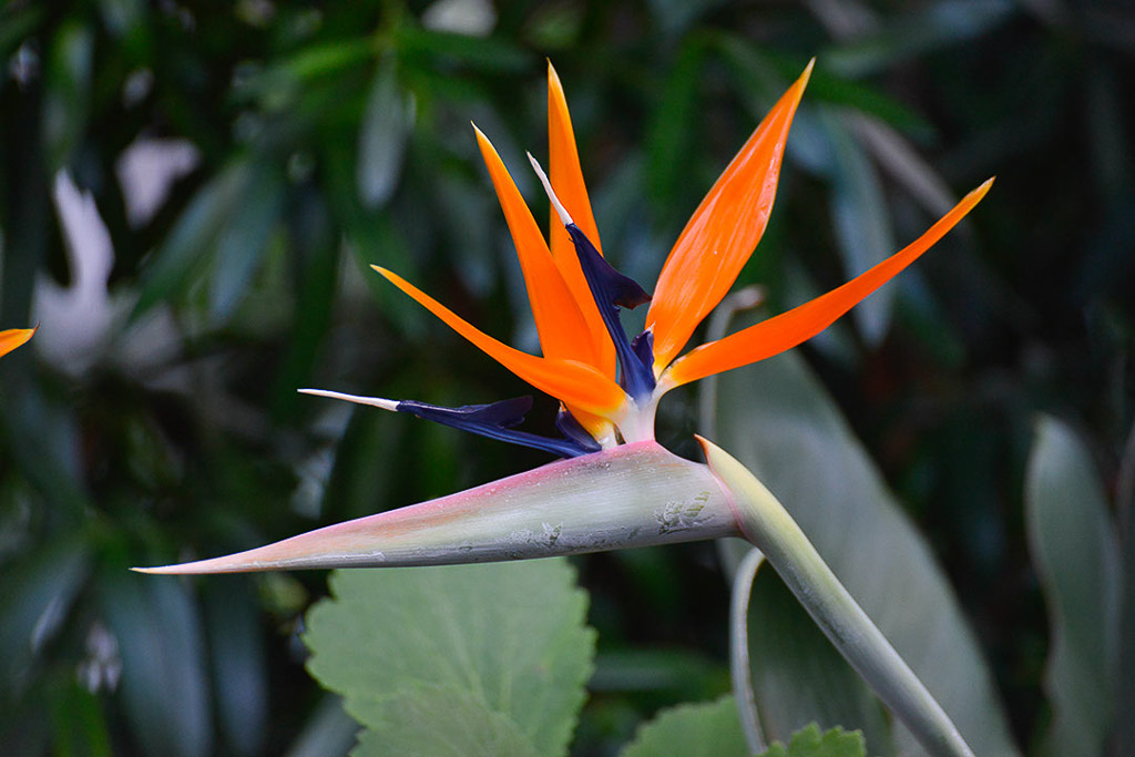 Paradiesvogelblume