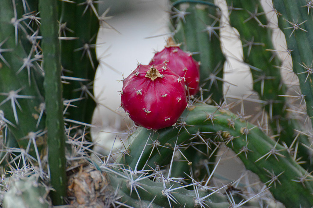 Kaktus mit roter Frucht
