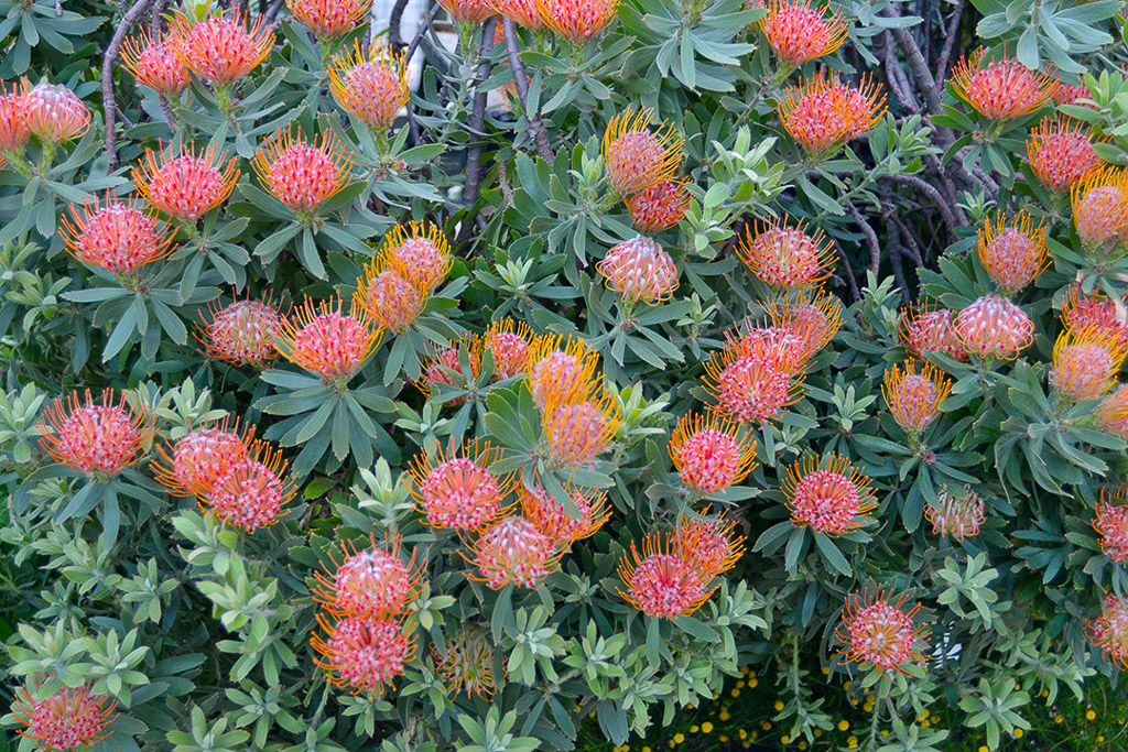 Orange Blüten einer Protea