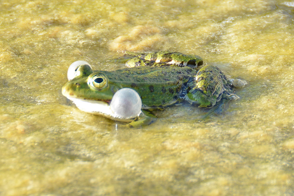 Frosch im Wasser