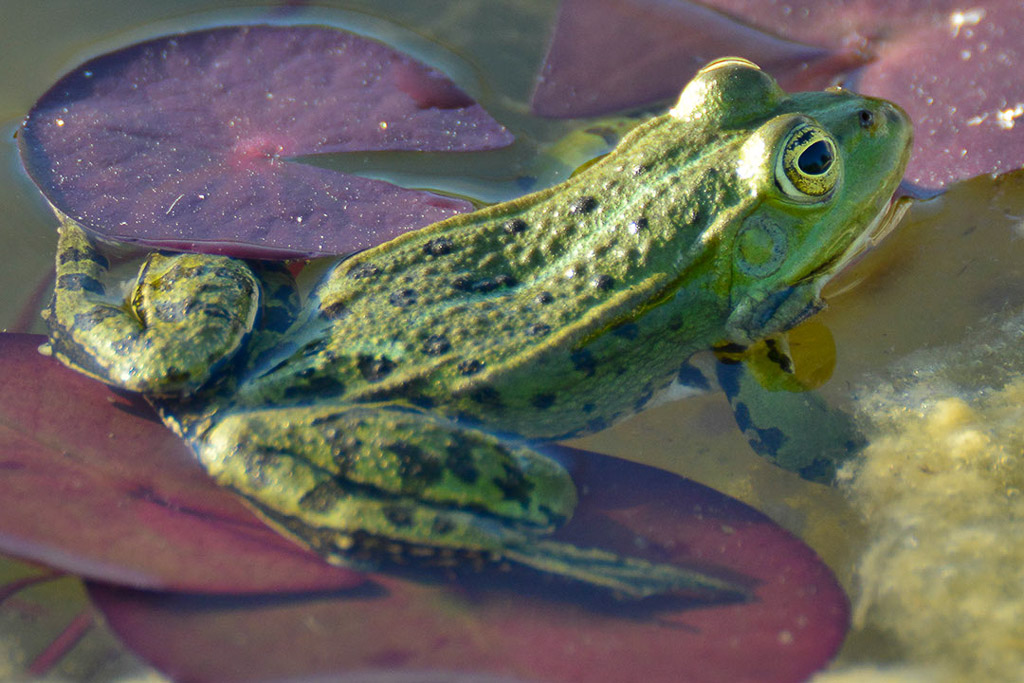 Frosch auf einem Seerosenblatt