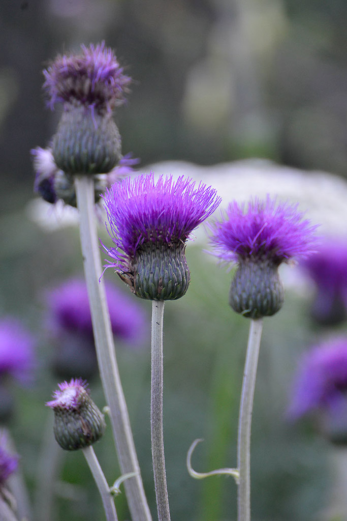 Violette Distelblüten im Hochformat