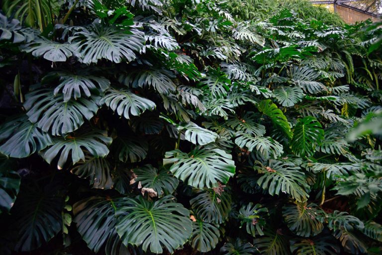 Große Blätter einer Monstera