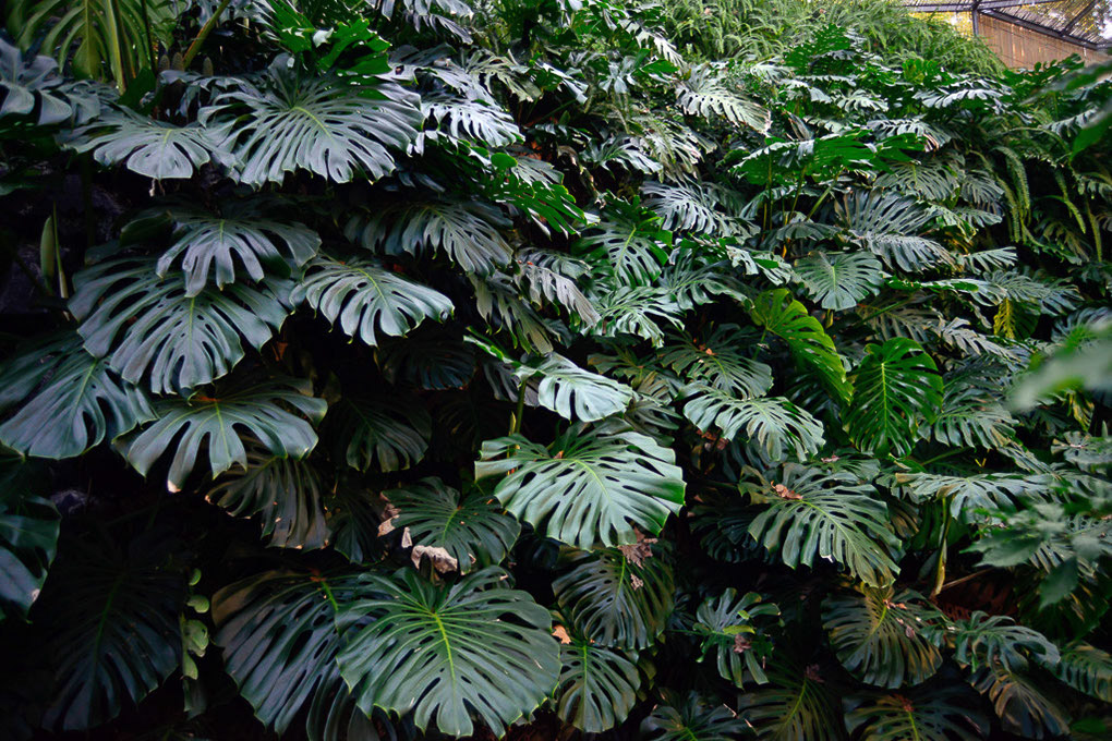 Große Blätter einer Monstera