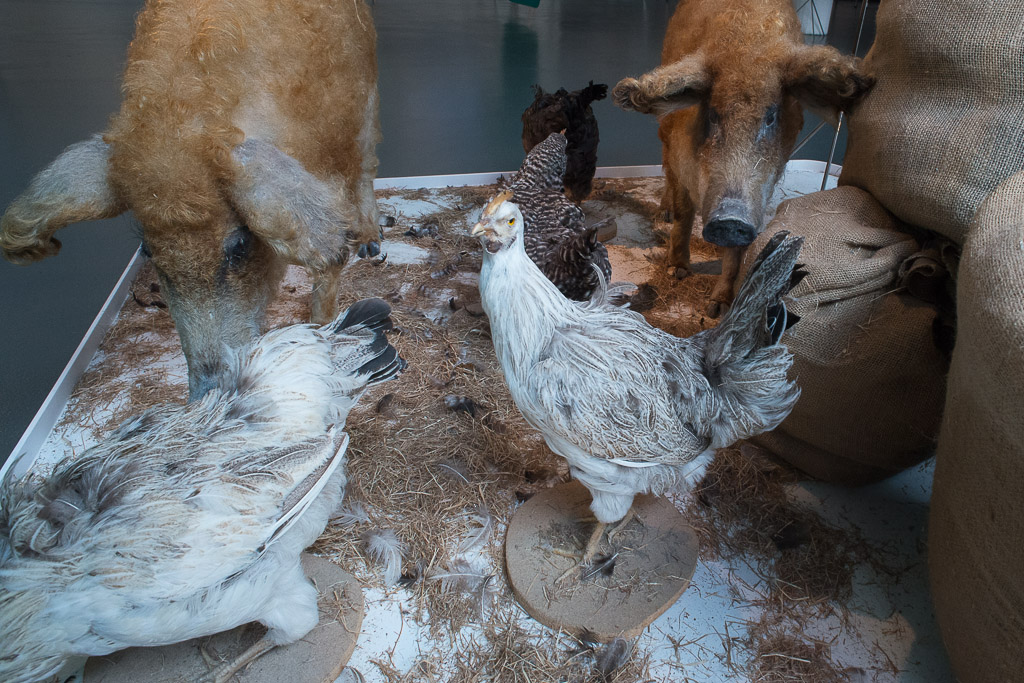 Vitrine mit Tierpräparaten