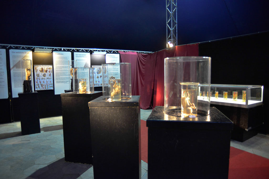 Vitrinen im Ausstellungszelt