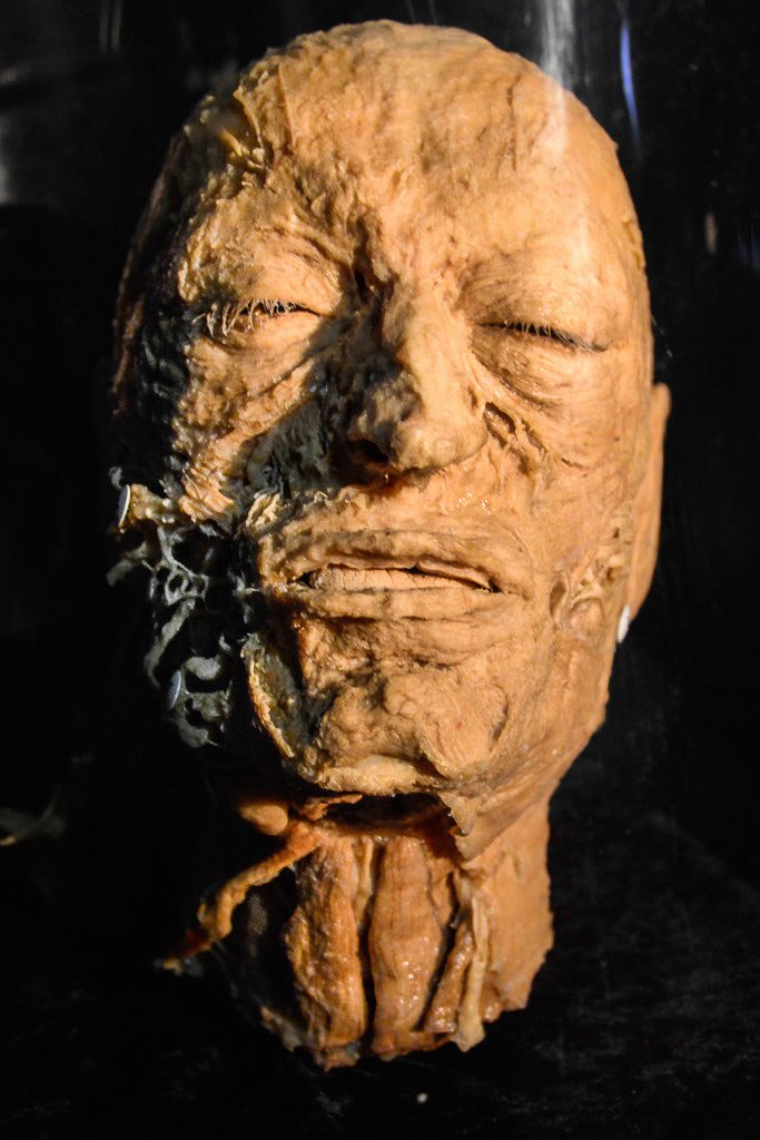Plastinat eines Gesichts im Hochformat