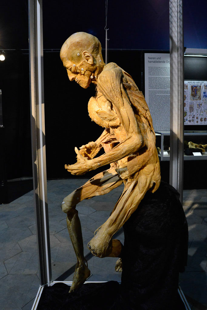 Plastinat im Ausstellungszelt im Hochformat