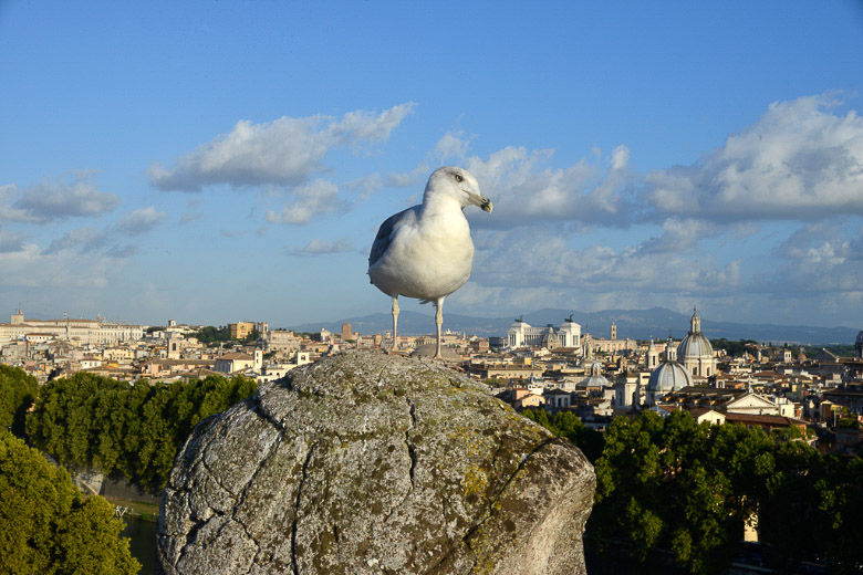 Möwe auf einem Felsen vor der Stadt