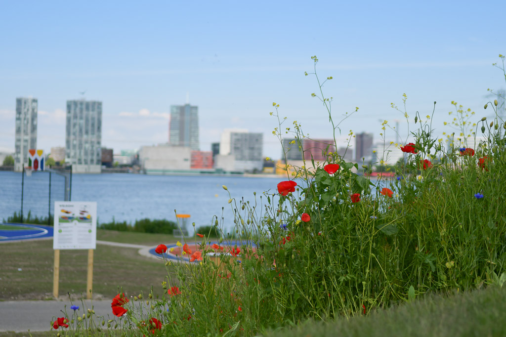 Blick über das Wasser auf die Hochhäuser von Almere mit Mohnblumen im Vordergrund