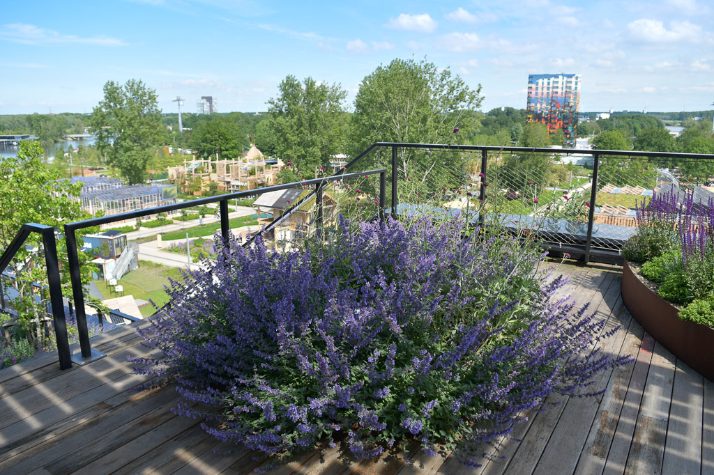 Dachterrasse mit Lavendel auf dem Floriade-Gelände