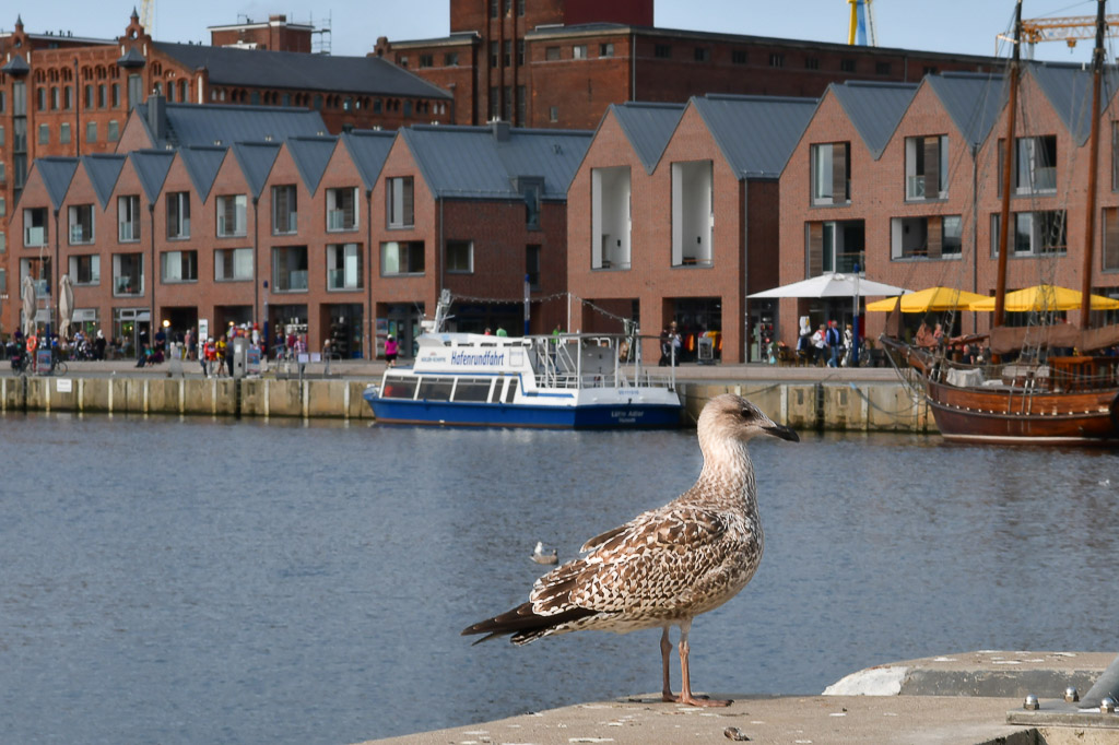 Möwe am Alten Hafen