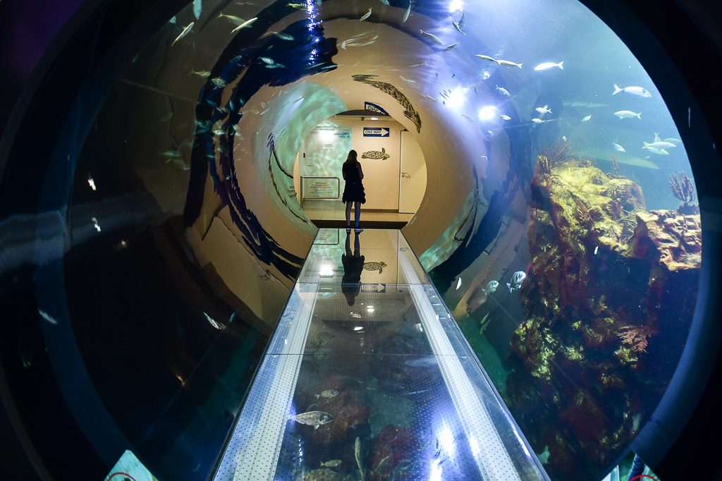 Glastunnel im Atlantik-Becken