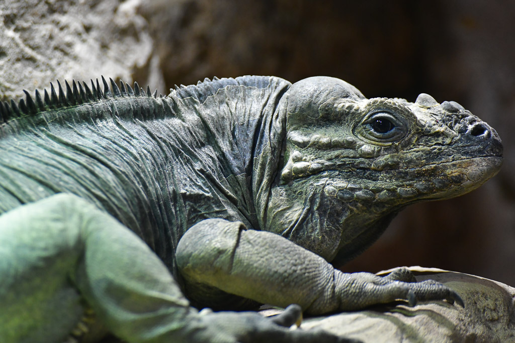 Leguan im Terrarium