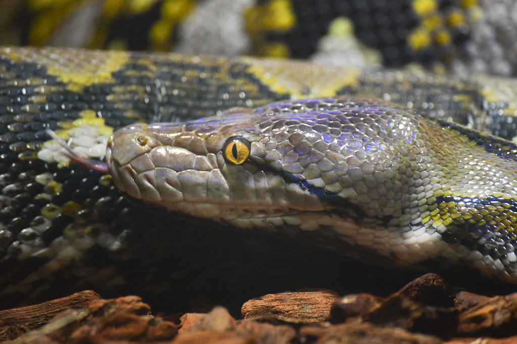 Schlangenkopf einer Python